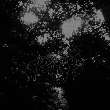 This Forest That Will Eclipse the Sky