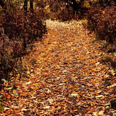 Autumnal Fleecian Spirit