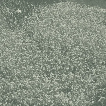 Music for Perennial Planes