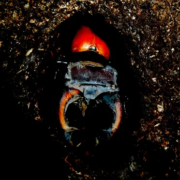The Plight of Lucanus Cervus