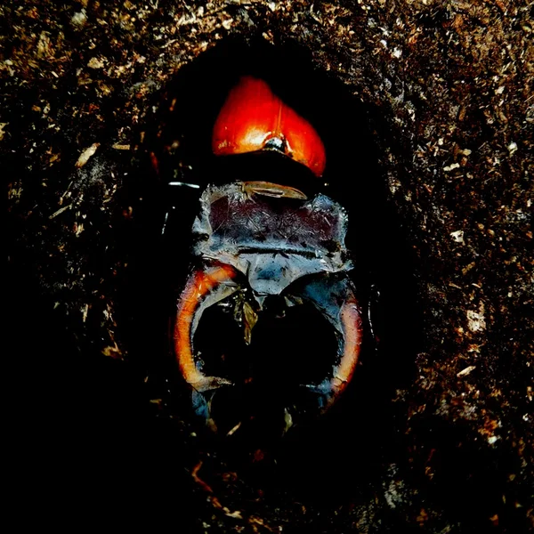 The Plight of Lucanus Cervus