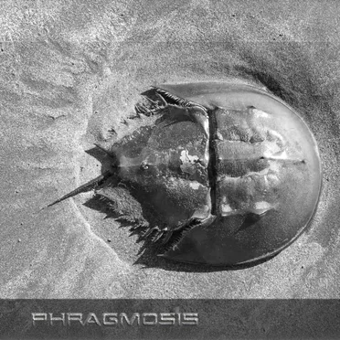Phragmosis