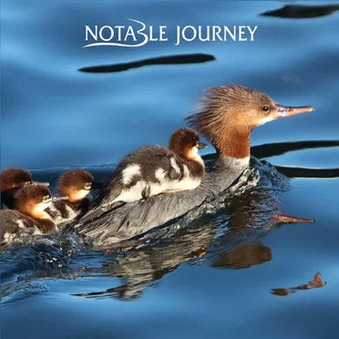 Notable Journey by Notable Journey - album cover