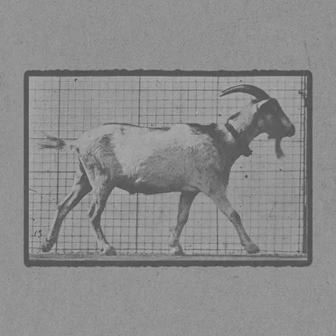 Goat Walking
