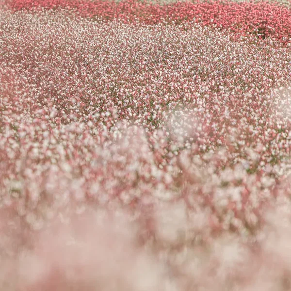 그럼에도 말해줘야지, 사랑이라고
