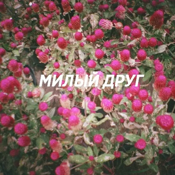 Милый друг