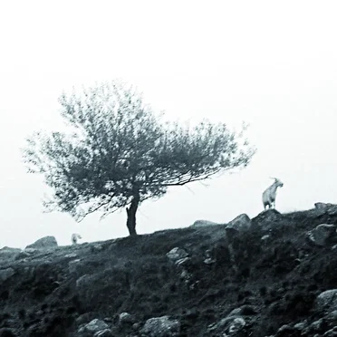 El último árbol sobre la tierra