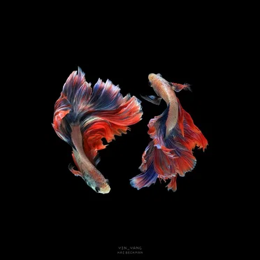 yin_yang by KAI BECKMAN - album cover