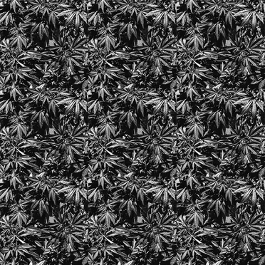 Free the Leaf by Greengo - album cover