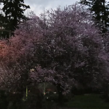 Mill Creek, WA (03-26-2025)