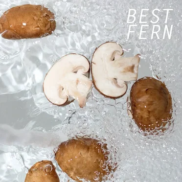 Covers EP by Best Fern - album cover