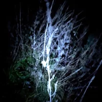 Blackhaine artist image