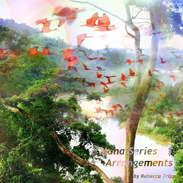 Mana Series Arrangements