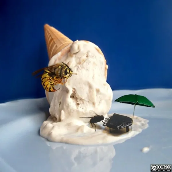 Icecream, wasps and blowflies