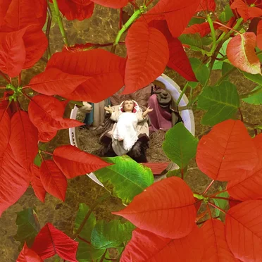 Navidades En Cataño