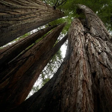 Echoes of the Wood: Branch VIII