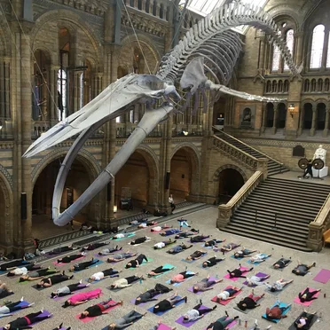 Sounding the Whale. Live @ Natural History Museum, London Jan 2020