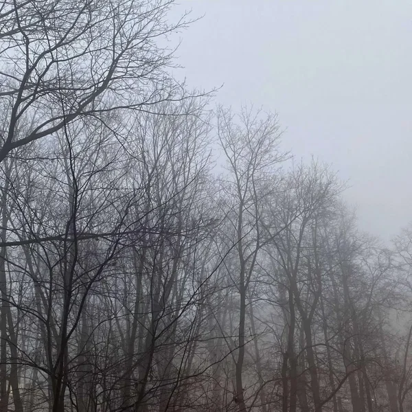 безмолвие