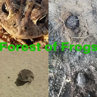 Toad Frequency Noise