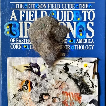A Field Uid to Ird Son S by The Ete Son Field Guide Erie - album cover