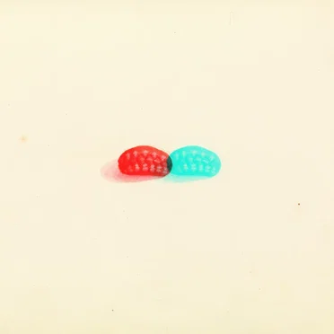 多板綱