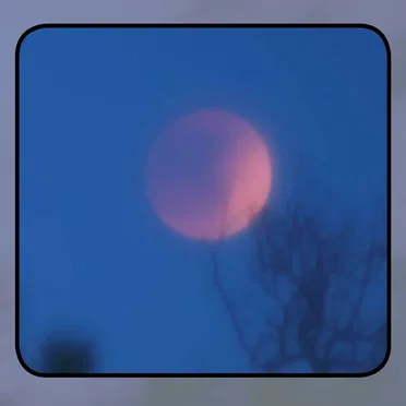 Moonlit Missive #79: 'The Moon's Marrow Grove'
