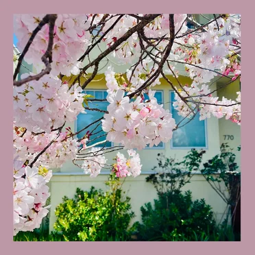 Still Clouds at Noon by The Reds, Pinks & Purples - album cover