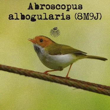 Abroscopus albogularis