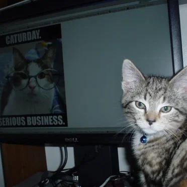 its caturday