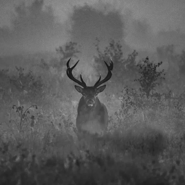 Totem