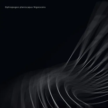 Ophiopogon planiscapus Nigrescens