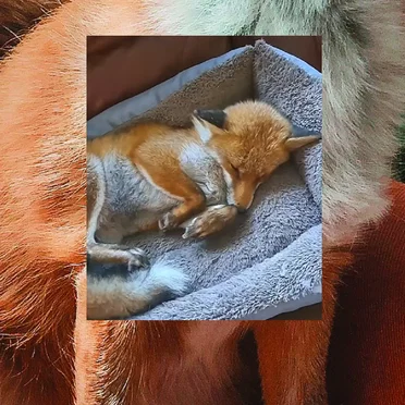 New Year Fox Friend :)