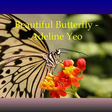 Beautiful Butterfly