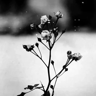 Spring Waltz (Mariage d’Amour)