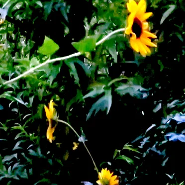 Ambience Thinking