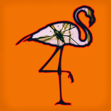 Black Flamingos by Various Artists - album cover