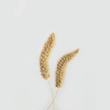 Florence Fennel