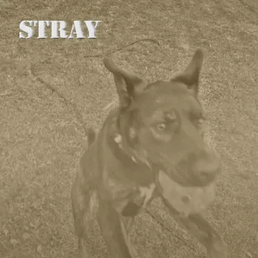 Stray (Demo) by Pitrun - album cover
