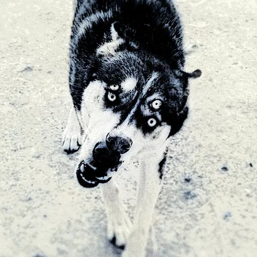Obi