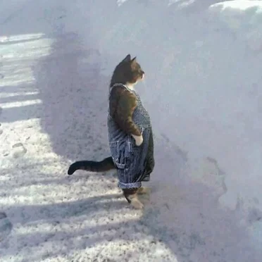 cat with pants by *-./+ .｡. - album cover