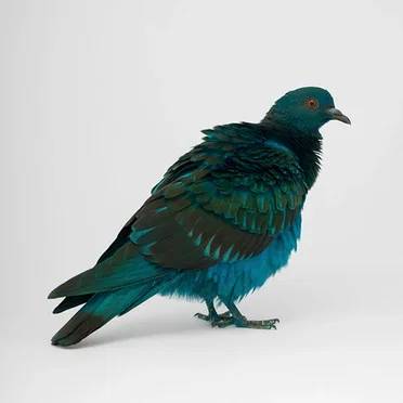 Dancing Pigeons