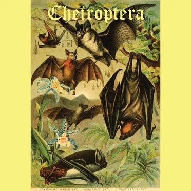 Cheiroptera by Cheiroptera - album cover