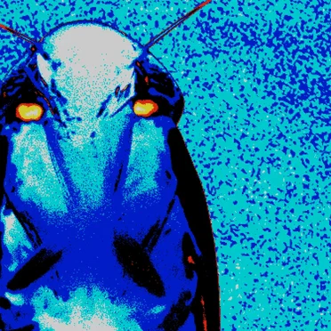 Cockroach Racing (remix)