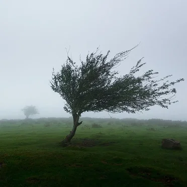Everybody Knows the Way the Wind Blows