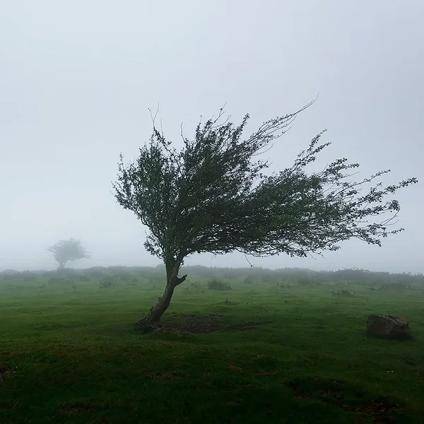 Everybody Knows the Way the Wind Blows