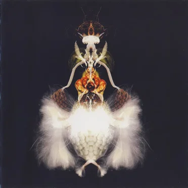 Fyuti