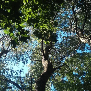 Cybernetic Forest, Act 1