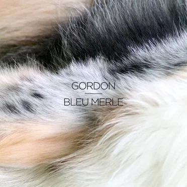 Bleu merle