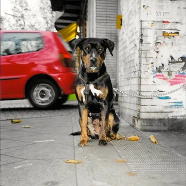 Keine Blumen für dich by Sven van Thom - album cover