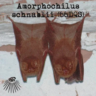 Amorphochilus schnablii by Bat Watcher - album cover